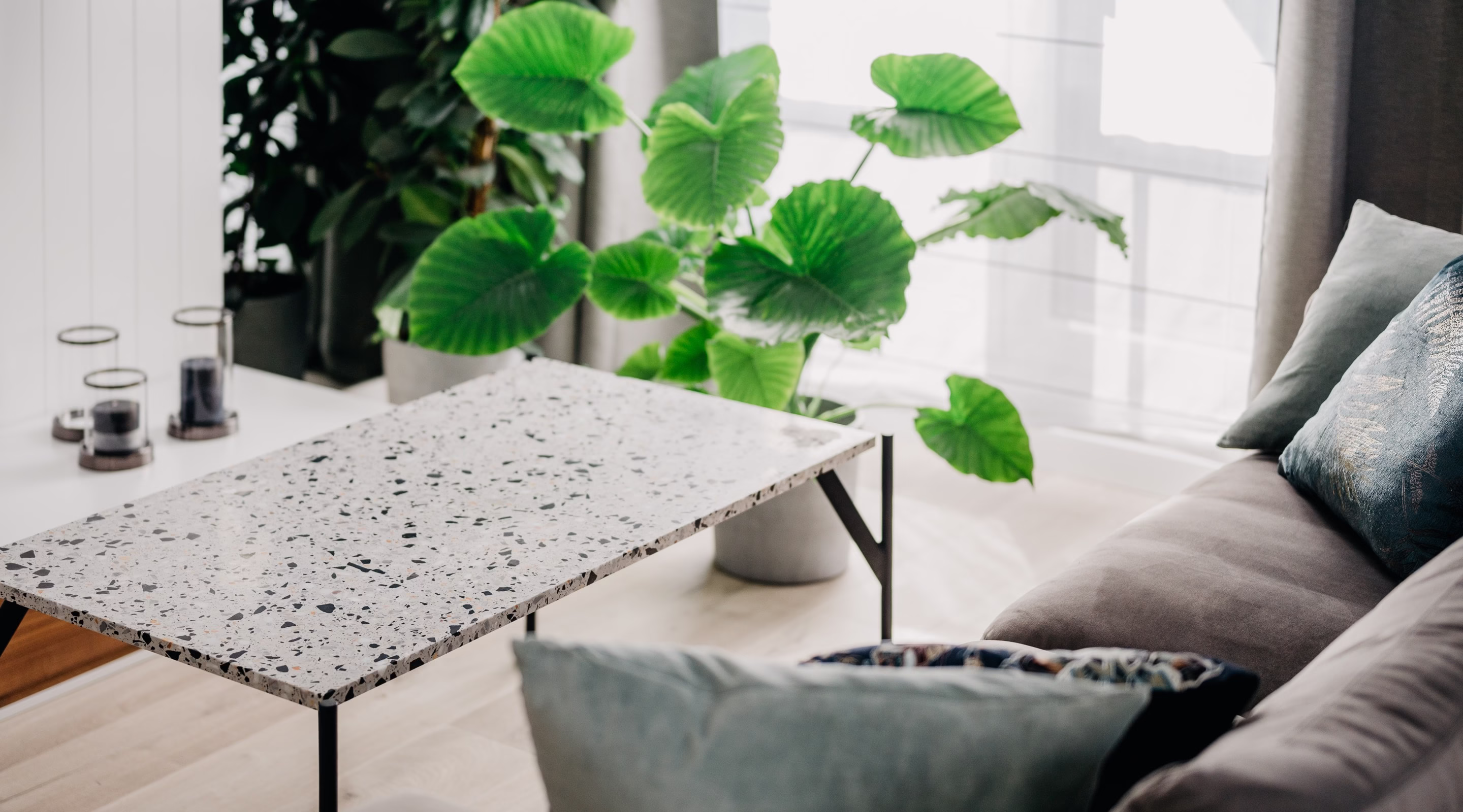 Monstera